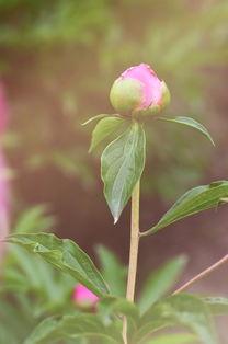 沾花惹草在线观看,一场浪漫纠葛的在线情感之旅 第1张 沾花惹草在线观看,一场浪漫纠葛的在线情感之旅 第1张