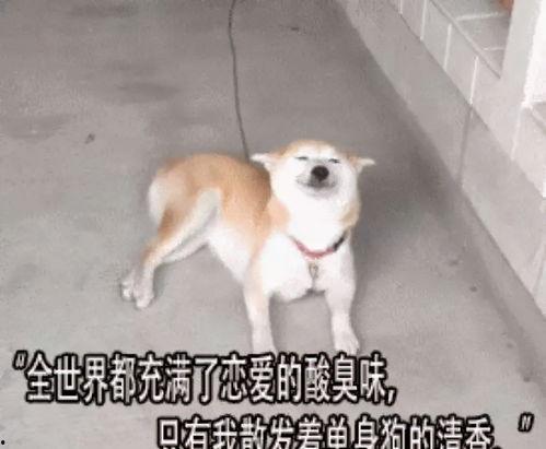 娱乐吃瓜酱多想谈恋爱,一场甜蜜的幻想之旅 第3张 娱乐吃瓜酱多想谈恋爱,一场甜蜜的幻想之旅 第3张